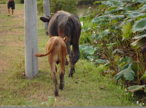 牛儿回家 牛 黄牛 母牛 小牛 家畜 动物 家养动物摄影 家禽家畜 生物