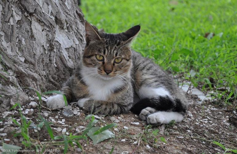 关键词:家乡的猫 小猫 树下 草地 家乡的动物 家禽家畜 生物世界 摄影