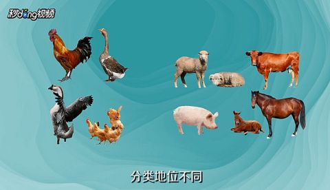 怎么区分家禽和家畜