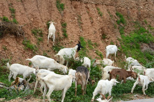 羊,家禽家畜,动物摄影,摄影素材,汇图网