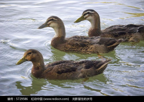 三只鸭子高清图片下载 红动网